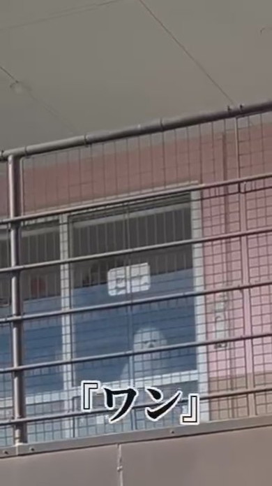 トリマーさんに抱っこされているワンコ