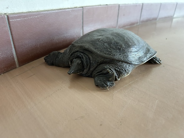 通路に放し飼いの亀の問い合わせ→野生のすっぽんでした