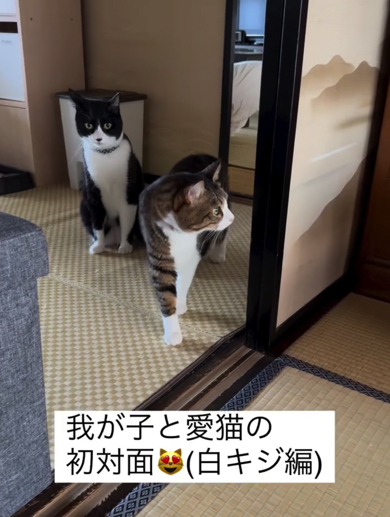 愛猫と赤ちゃんを初対面させたら