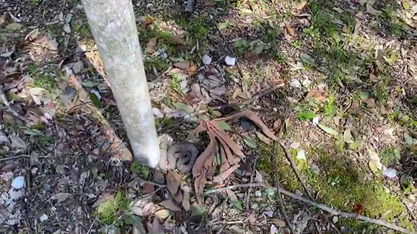 マムシ注意の看板の下