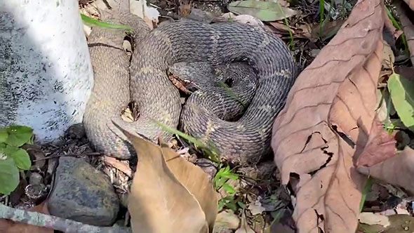 マムシ注意の看板の下のマムシ