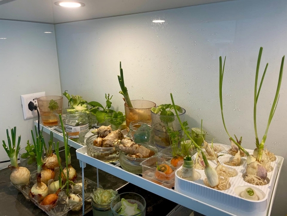 キッチン菜園野菜水耕栽培薬草育ててる
