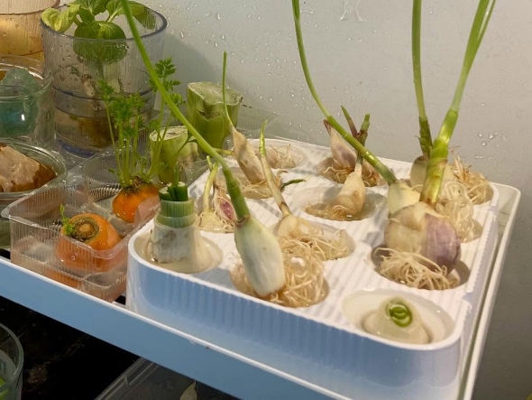 キッチン菜園野菜水耕栽培