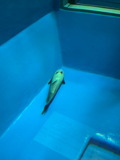 動かないナガコバン