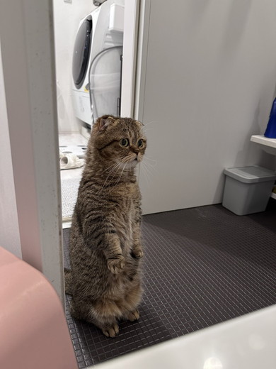 直立しているマンチカンの猫ちゃん