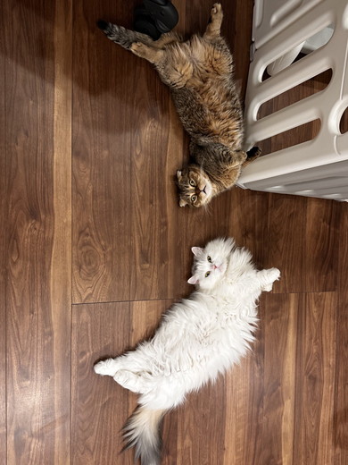 床でくつろぐマンチカンの猫ちゃん