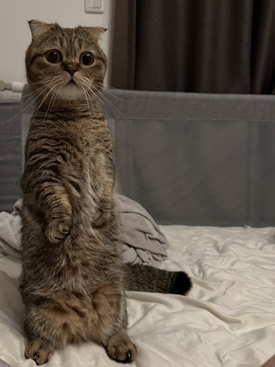 枕元で立つマンチカンの猫ちゃん