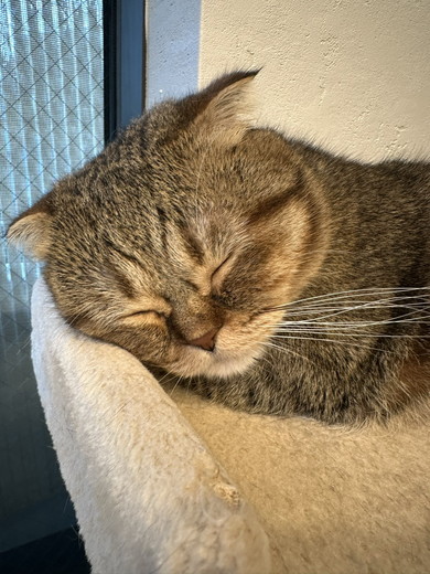 眠るマンチカンの猫ちゃん