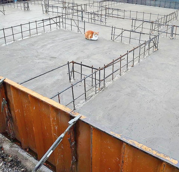 家の基礎でくつろぐ猫ちゃん