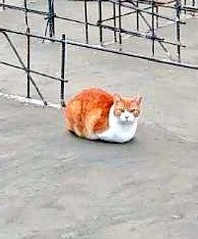 家の基礎でくつろぐ猫ちゃん