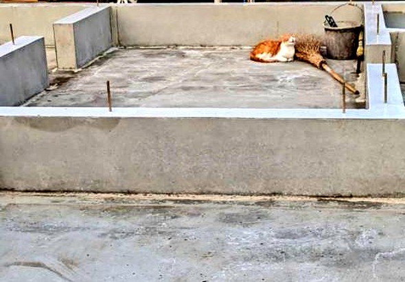 家の基礎でくつろぐ猫ちゃん